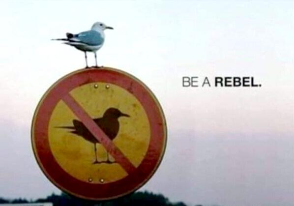 rebel bird